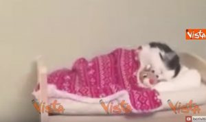 YOUTUBE Il gatto dorme nel letto fatto su misura per lui