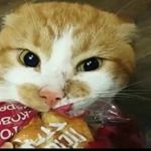 YOUTUBE Boris, il gatto ladro: non vuole mollare il panino