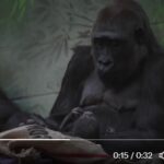 Il baby gorilla di una specie rara nato nello zoo di Londra VIDEO