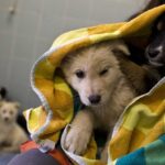 Ritiro della patente per chi abbandona gli animali in strada. Ok della Commissione trasporti. Foto Ansa