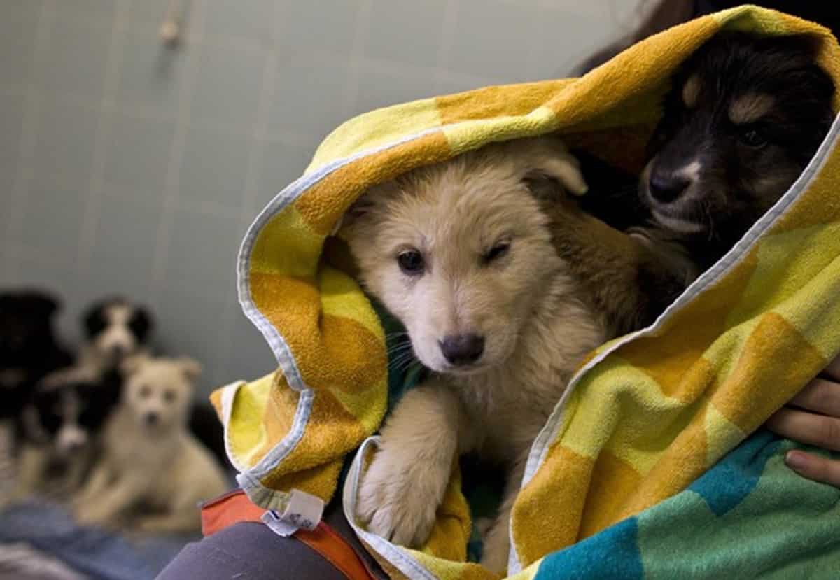 Ritiro della patente per chi abbandona gli animali in strada. Ok della Commissione trasporti. Foto Ansa