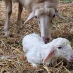 Nasce un agnellino durante il presepe vivente: corsa all’adozione per evitare macello