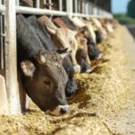 La sua masseria va all'asta, allevatore si impicca il giorno dell'arrivo di un acquirente