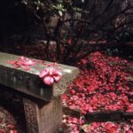 borgo delle Camelie, foto Ansa