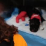 cane bruciato palermo