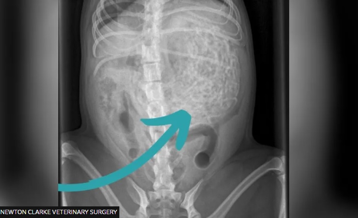 Cane ingerisce 200 grammi di elastici per capelli: la foto ai raggi X