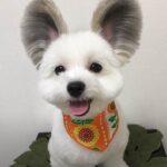 cani orechie topolino