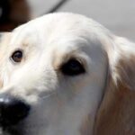 Cagnolina lapidata e sepolta: le hanno spaccato la testa e poi l'hanno lasciata morire. Foto Ansa