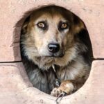 Altro orrore sugli animali: cane legato a un palo e lasciato morire strangolato e senza cibo. Foto Ansa