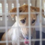 Cane epilettico abbandonato senza riparo su un piccolo balcone: denunciato il proprietario. Foto d'archivio Ansa