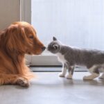 Bruciati, affogati, scuoiati...Ma cosa ci hanno fatto cani e gatti?