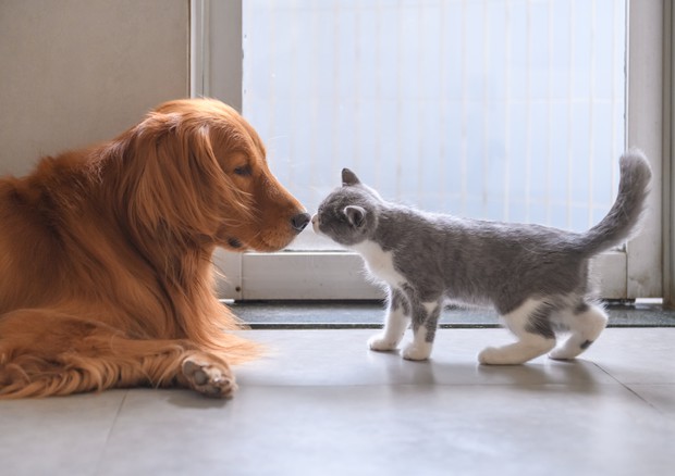 Bruciati, affogati, scuoiati...Ma cosa ci hanno fatto cani e gatti?