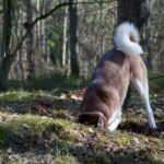 Perché i cani scodinzolano? Ecco le due ipotesi