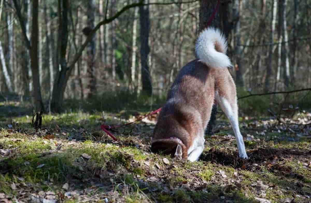 Perché i cani scodinzolano? Ecco le due ipotesi