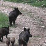 Tre incidenti in una notte in Ciociaria per i cinghiali: chiesta la caccia selettiva