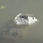 Coccodrillo incastrato nell'acqua ghiacciata, testa a galla: così sopravvive VIDEO