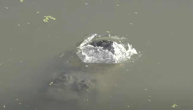 Coccodrillo incastrato nell'acqua ghiacciata, testa a galla: così sopravvive VIDEO