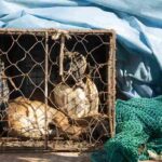 In Corea del Sud non si potrà più comprare carne di cane: smetteranno di mangiarli? Foto Ansa