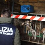 Niscemi: nove cani trovati malnutriti e in ipotermia per allenarli alla caccia, altri tre legati a una catena. Foto Ansa