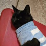 Il mistero del gatto che torna dalla padrona con un maglioncino sempre diverso