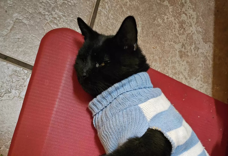 Il mistero del gatto che torna dalla padrona con un maglioncino sempre diverso