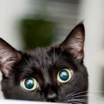 Continua l'orrore sugli animali: gatto torturato e ucciso con i petardi. Foto Ansa