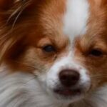 I ladri uccidono a calci la cagnolina Laika mentre abbaiava per difendere casa: taglia di 6mila euro