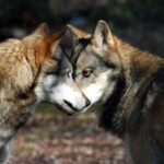 Lupi trovati morti sul ciglio della strada: il sospetto di un avvelenamento per vendetta