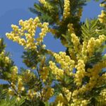 Temperature fino a 20 gradi e mimose fiorite con un mese di anticipo. Tutto bene sul pianeta Terra