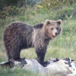 Dormire come orso o scoiattolo in letargo ci salverà la vita? team di scienziati e li studia, scoperta proteina che protegge il sangue.