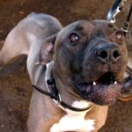 Bimba di due anni azzannata da un pitbull a Viterbo. Foto d'archivio Ansa