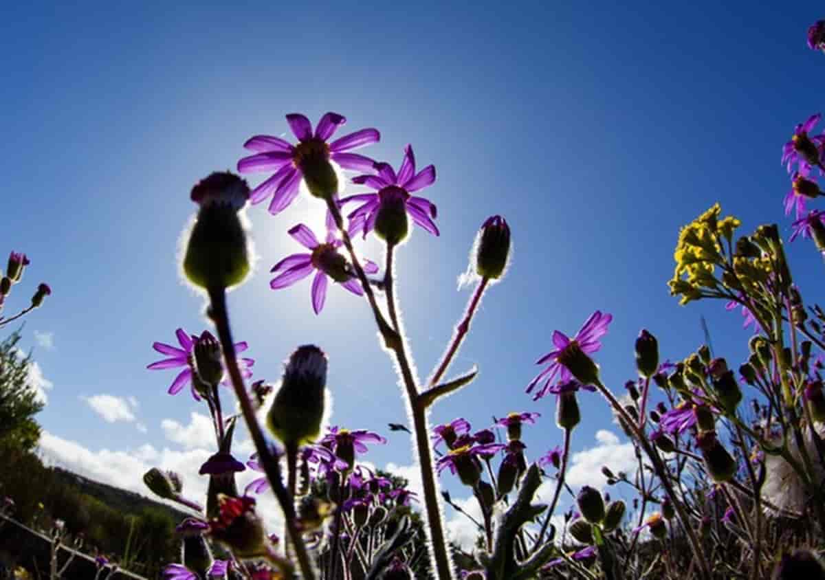 Meteo prossimi giorni, ma quale giorni della Merla: 2 settimane con sole e 20 gradi