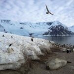 Cina, nuova base in Antartide alle porte dell’Australia, scopi militari e pesca illegale del krill (con la Russia)