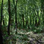 cadavere anziana canale monterano