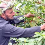 arabia saudita caffè