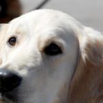 abbandonano cane trasloco