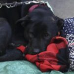 botte cane reggio calabria