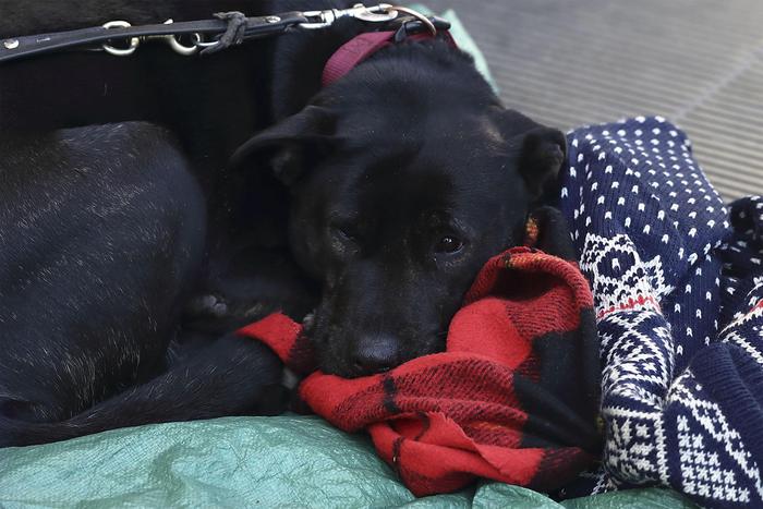 botte cane reggio calabria