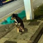 conegliano cane adriano canzian