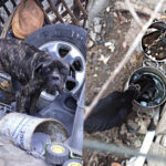 cane corso stenti cagliari