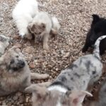 Abbandonati in una cascina, salvati 14 cani nel veronese. Foto Ansa