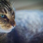 muore graffiata gatto rimini