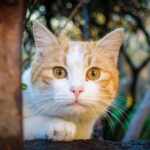 gatti maltrattati legambiente