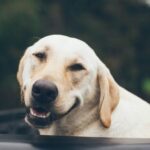 labrador cane lupo formello