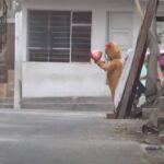 agente arresta narcos