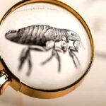 peste bubbonica gatto oregon