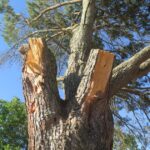 oristano cadono albero