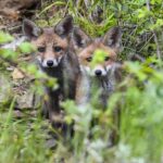 morto bressanone morsi volpe