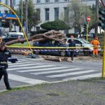 albero cristoforo colombo