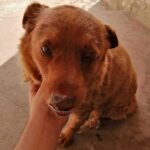 Strage di cani in Gran Bretagna, è l'Alabama rot, flesh-eating disease o fascite necrotizzanteStrage di cani in Gran Bretagna, è l'Alabama rot, flesh-eating disease o fascite necrotizzante